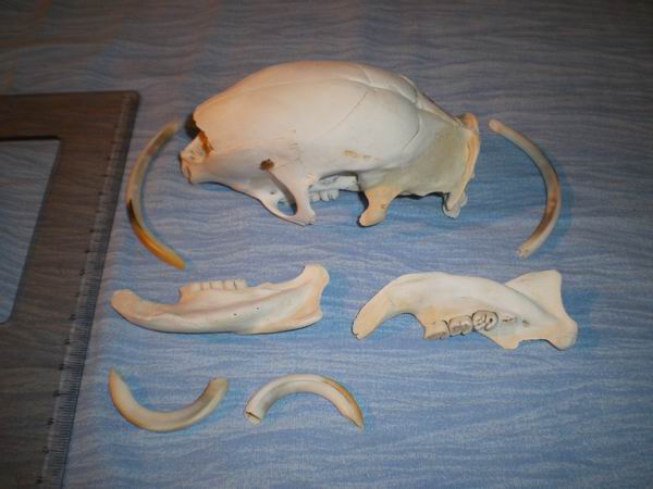 Cranio di Istrice